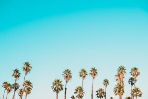 Tall palm trees with green fronds stand in a row against a clear, bright blue sky—perfect inspiration for your marketing agency’s fresh social media management or creative web site design.
